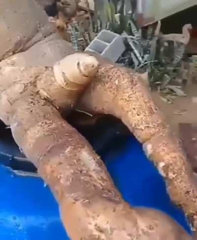 Gosta de mandioca?
