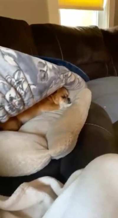 Don't disturb the dog
