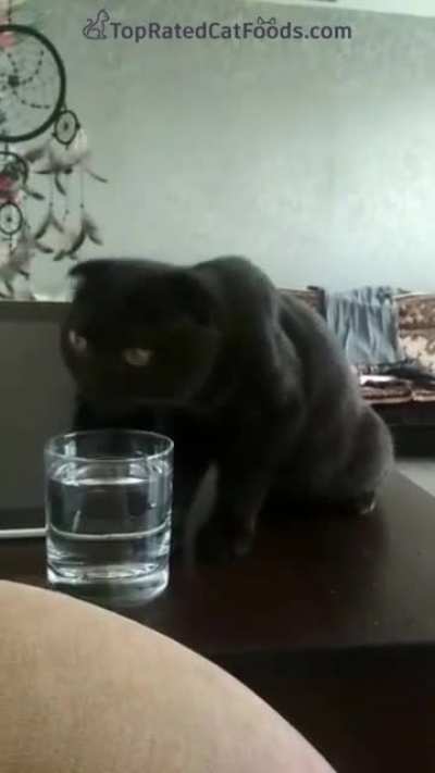 Our cat is broken