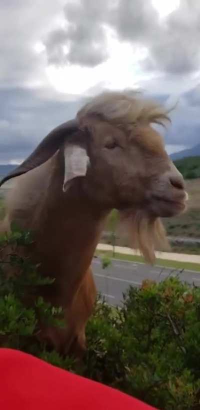 You’re a goat... NOO... YOU’RE A GOAT
