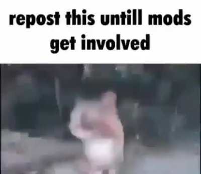 spam