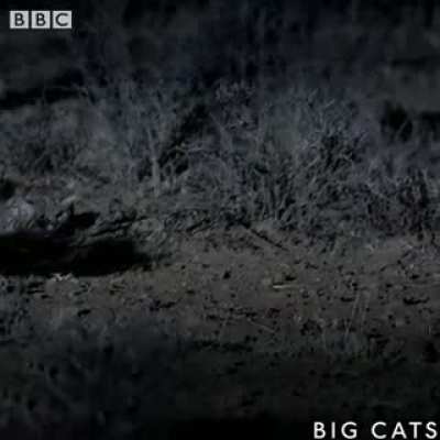 Software: Tiger.