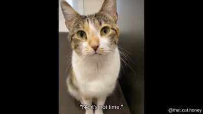 Poor kitty meows inside!