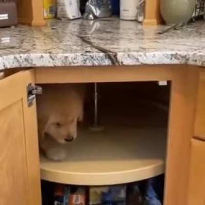 Poor pupper