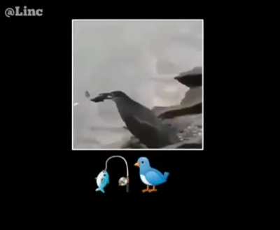 🎣🐦