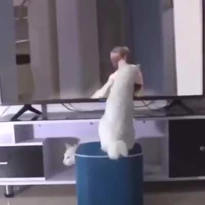 This Cat got some real powers!