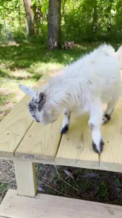 Goat Tippy Taps