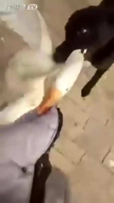 Doggy saves owner from vicious animal attack