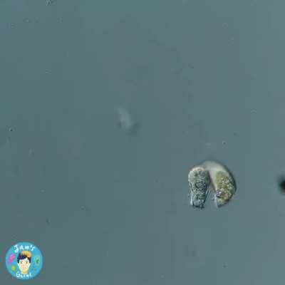 Didn't know microorganisms could be that savage