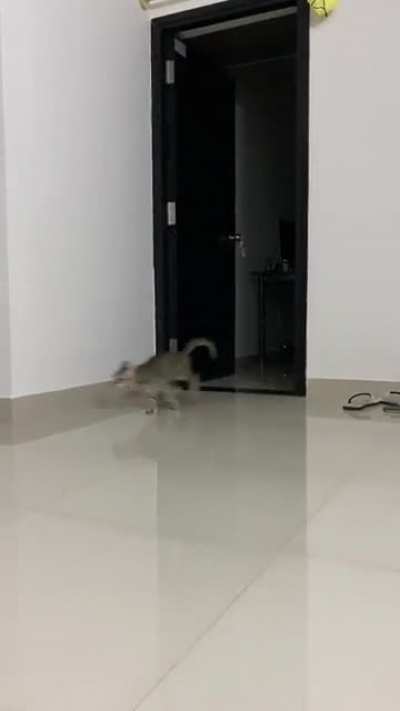 Poor cat