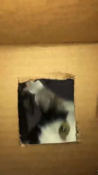 My cats calculating how to get treats trapped inside a cardboard box