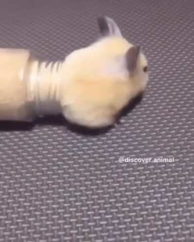 Hamster sao liquidos