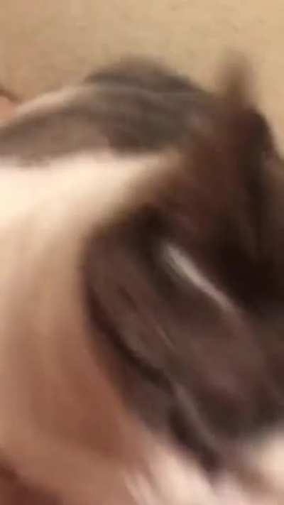 chonk