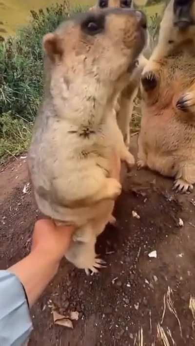 blursed_ 
