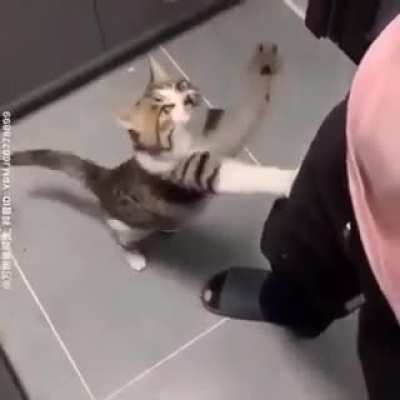 Miau