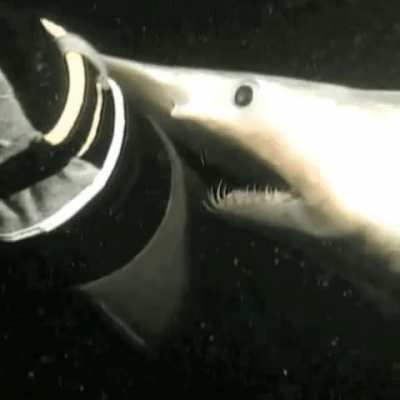 Goblin Shark's 