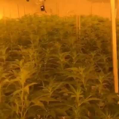 A walk through the garden. Each zone is exactly 2wks behind/ahead of the previous one