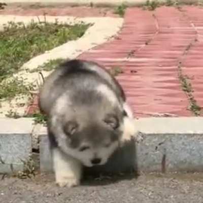 Lil pupper being derpy