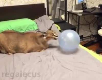 Caracal vs Balloon