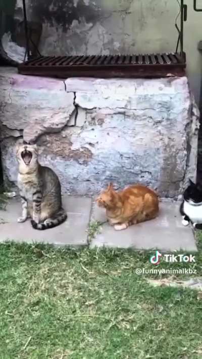 The end 😂😂