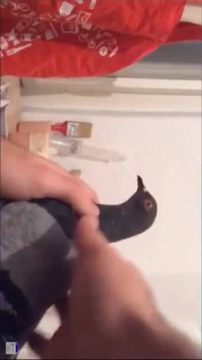 Poor pigeon.