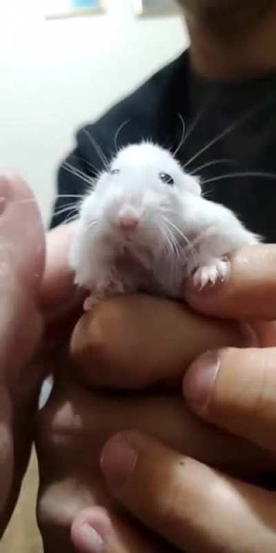 Hamster viciously attacks woman.
