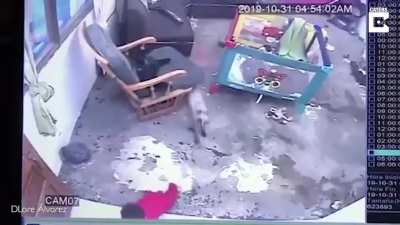 A security camera shows a Cat saving a one-year-old baby from falling down a steep flight of stairs