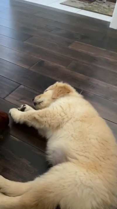 I wonder what he’s dreaming of?