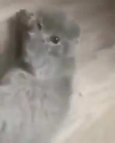 Gato gritando como cj, simplemente epico😎👌