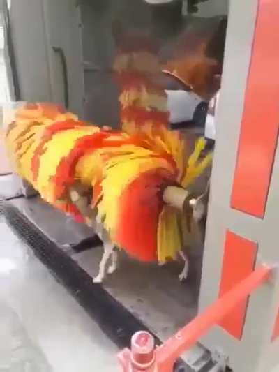 Viernes de Perros autolavados
