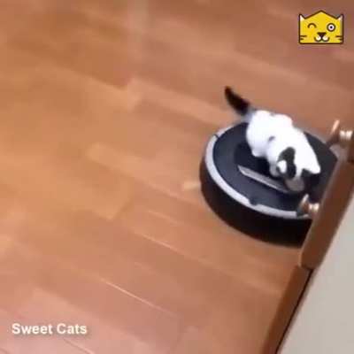 Kitten gets a free ride