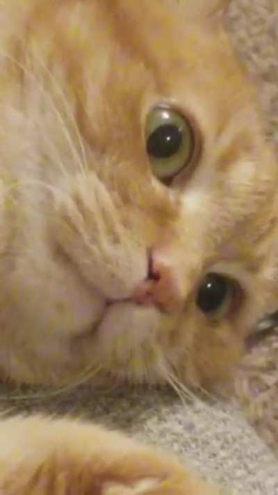His look of existential despair is so cute