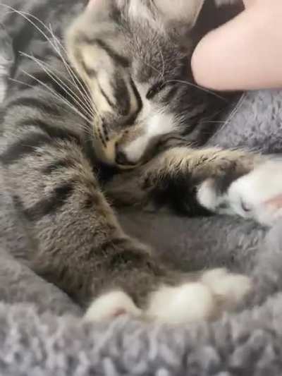 When I’m anxious I have a 20sec clip of my cat purring and making biscuits so now you do too.