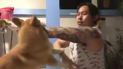Warrior vs Dog: often posted as GIF but way better with sound