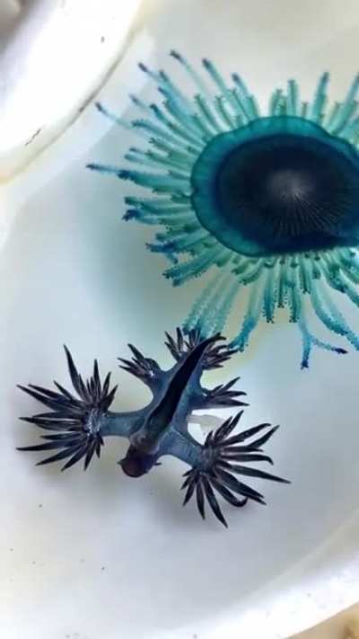 🔥 This is a Glaucus Marginatus (Front) & Porpita Porpita (Back) 🔥