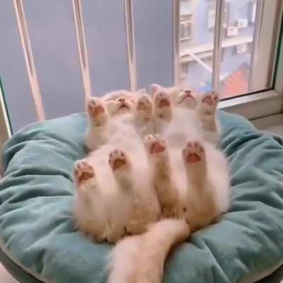 You won't see anything nicer than this today 😸