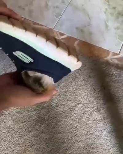 Looks like these sneakers aren't mine anymore.