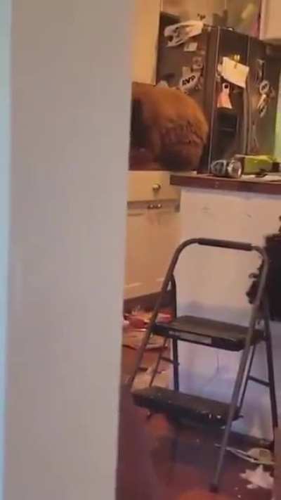 Man arrives home to find bear eating his bucket of KFC