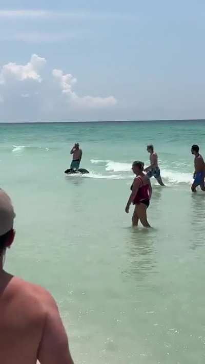 A bear just swam from way out in the ocean to shore in Destin. Insane.