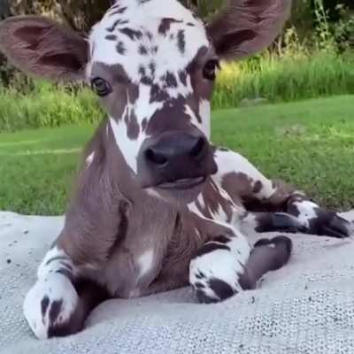 Beautiful creature.