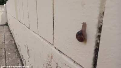 Girls crush snails