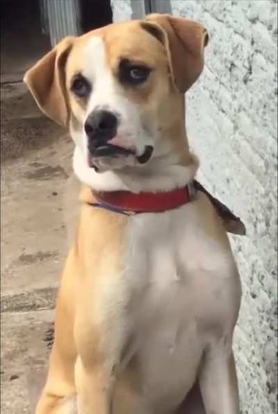 Does he bite? No, but he will judge and belittle you