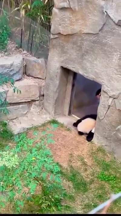 Panda tries to avoid being taken back in enclosure