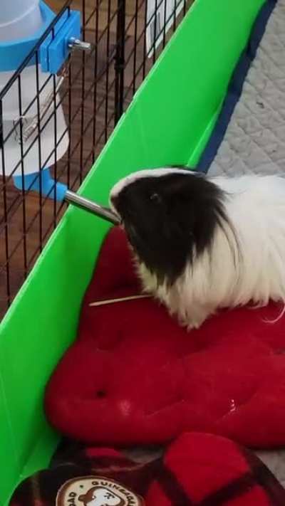 Found out why the cage is always soaked... anyone know how to stop this behavior? The innocent, brainless look 😆