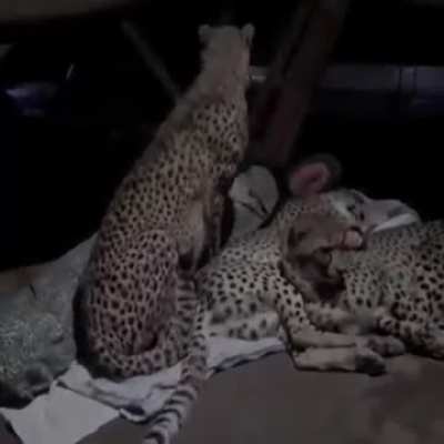 A family of cheetahs sleep with the ranger every night. When the Forestry Department found out, they decided to verify the veracity of the claim by installing a CCTV camera. This is what the camera recorded! Just amazing. Wildlife also have feelings for h