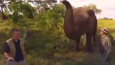 An elephant playfully stealing and then returning a wildlife photographer's hat