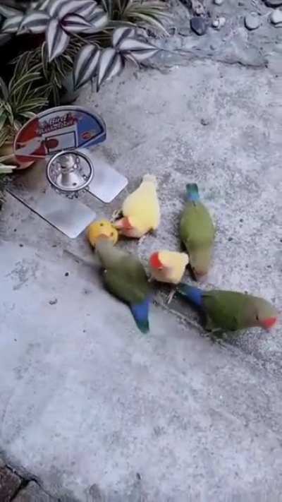 Birdketball