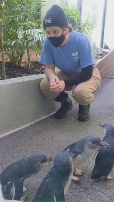 Cute Baby penguins