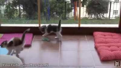 Silly kitty