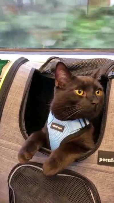 Took my cat on a train journey, he was meowing at me with the bag shut so I unzipped it for him and he had a great time